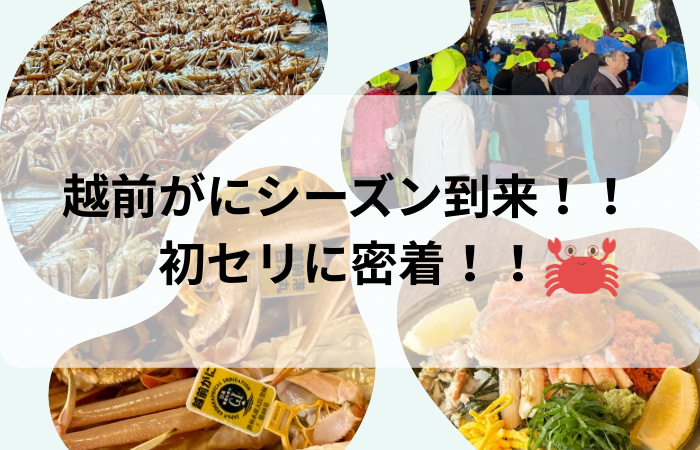 越前がにシーズン到来!!初競りに密着!!