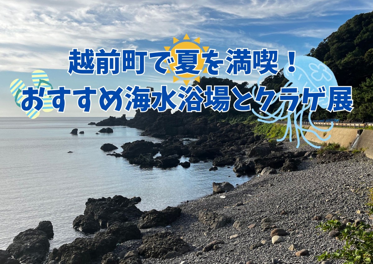 越前町で夏を満喫! おすすめ海水浴場とクラゲ展