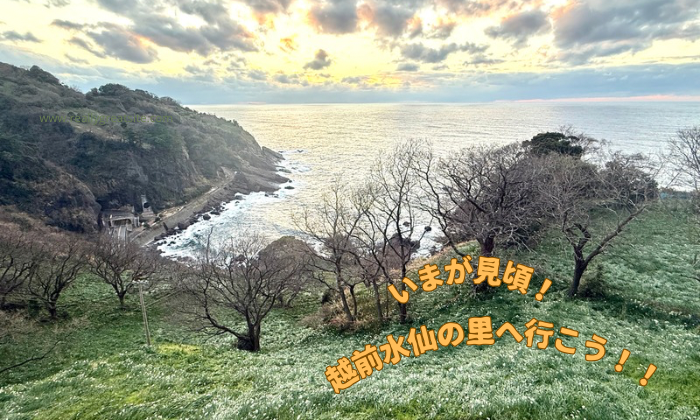 今が見頃!越前水仙の里へ行こう!!