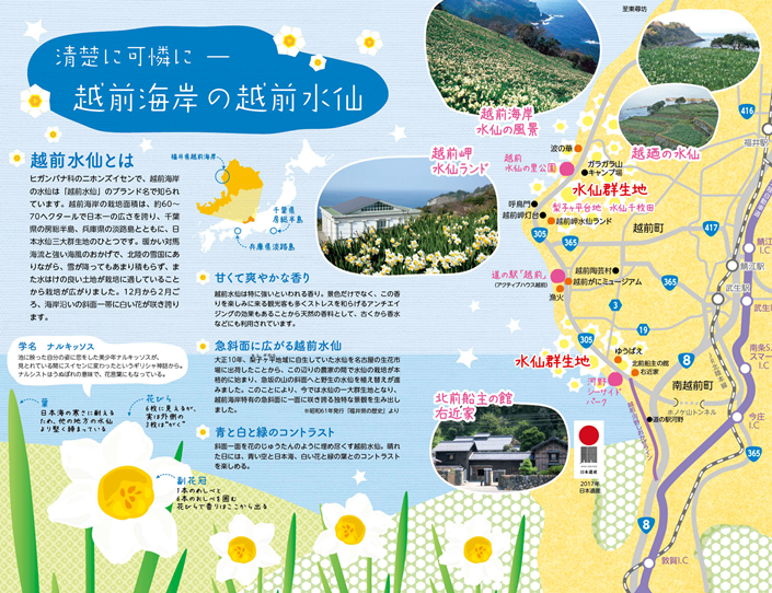第44回越前海岸水仙まつり 総合案内 イベント えちぜん観光ナビ