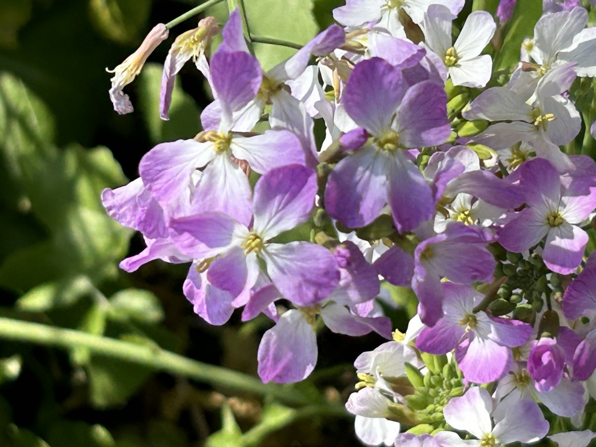 ハマダイコンの花