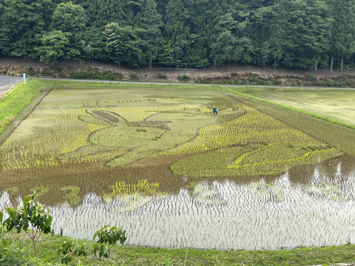 田んぼアート