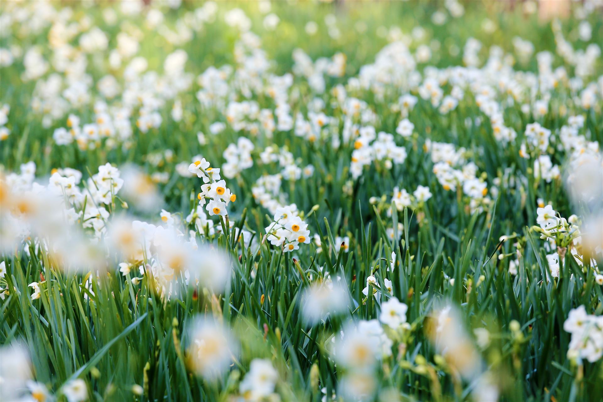 凛と咲く可憐な越前水仙