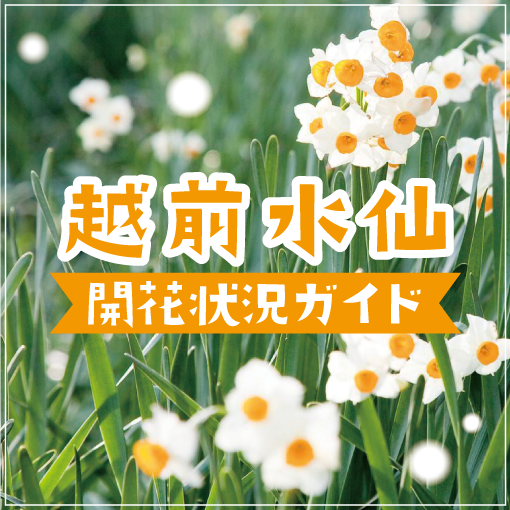 【越前水仙の開花状況ガイド】