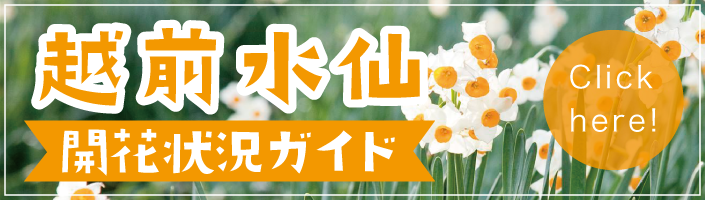 越前水仙開花状況 21年2月5日 金 更新 ニュース トピックス えちぜん観光ナビ