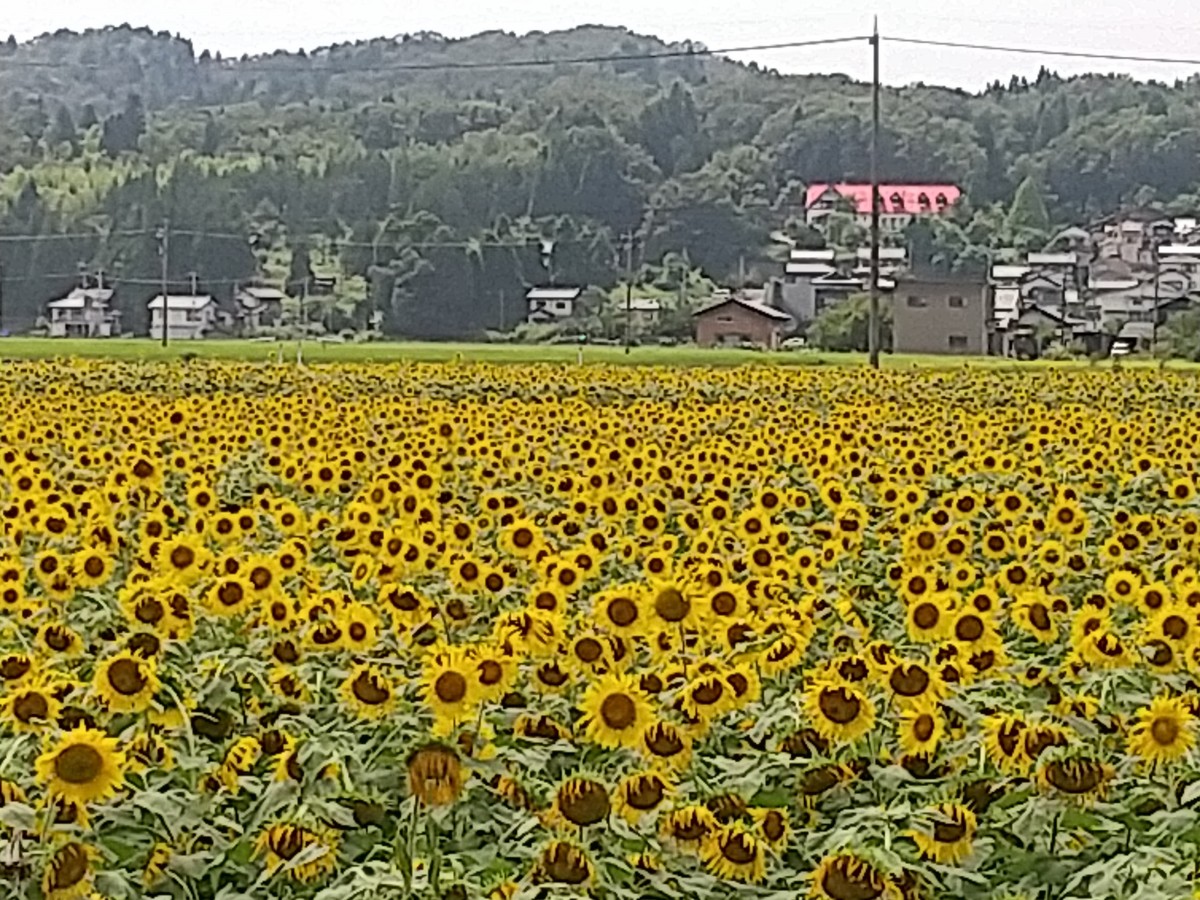 ひまわり