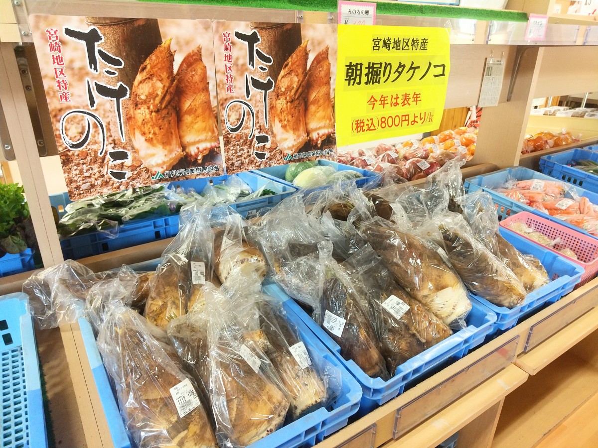 たけのこ販売