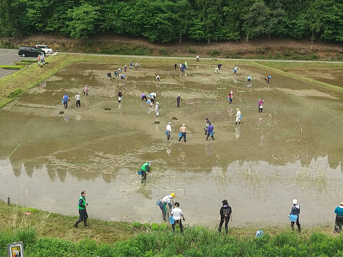 田植え3