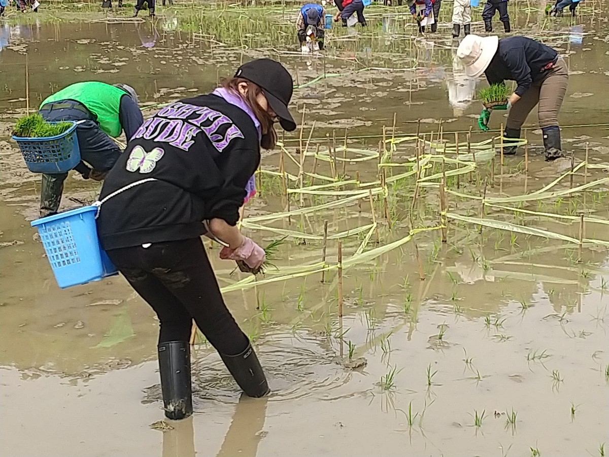 田植え2