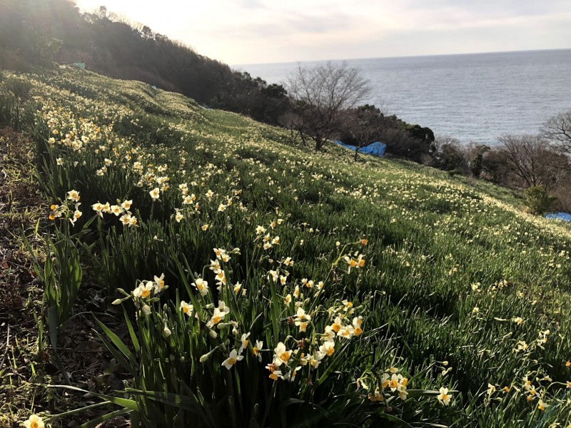 越前水仙開花状況 21年2月5日 金 更新 ニュース トピックス えちぜん観光ナビ