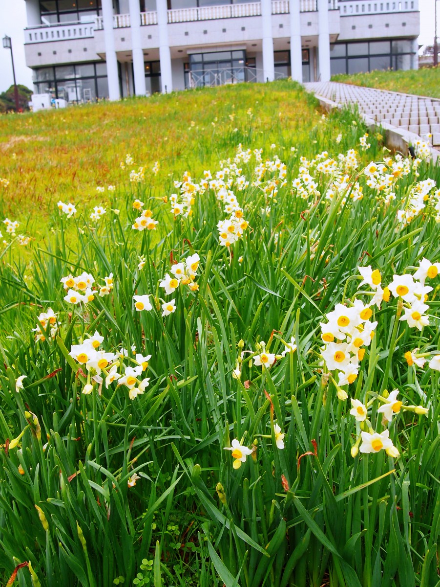 冬の風物詩 凛と咲く越前水仙 越前ロコ旅ブログ えちぜん観光ナビ