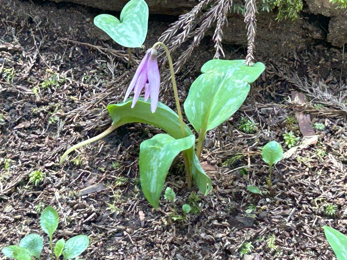 カタクリの花