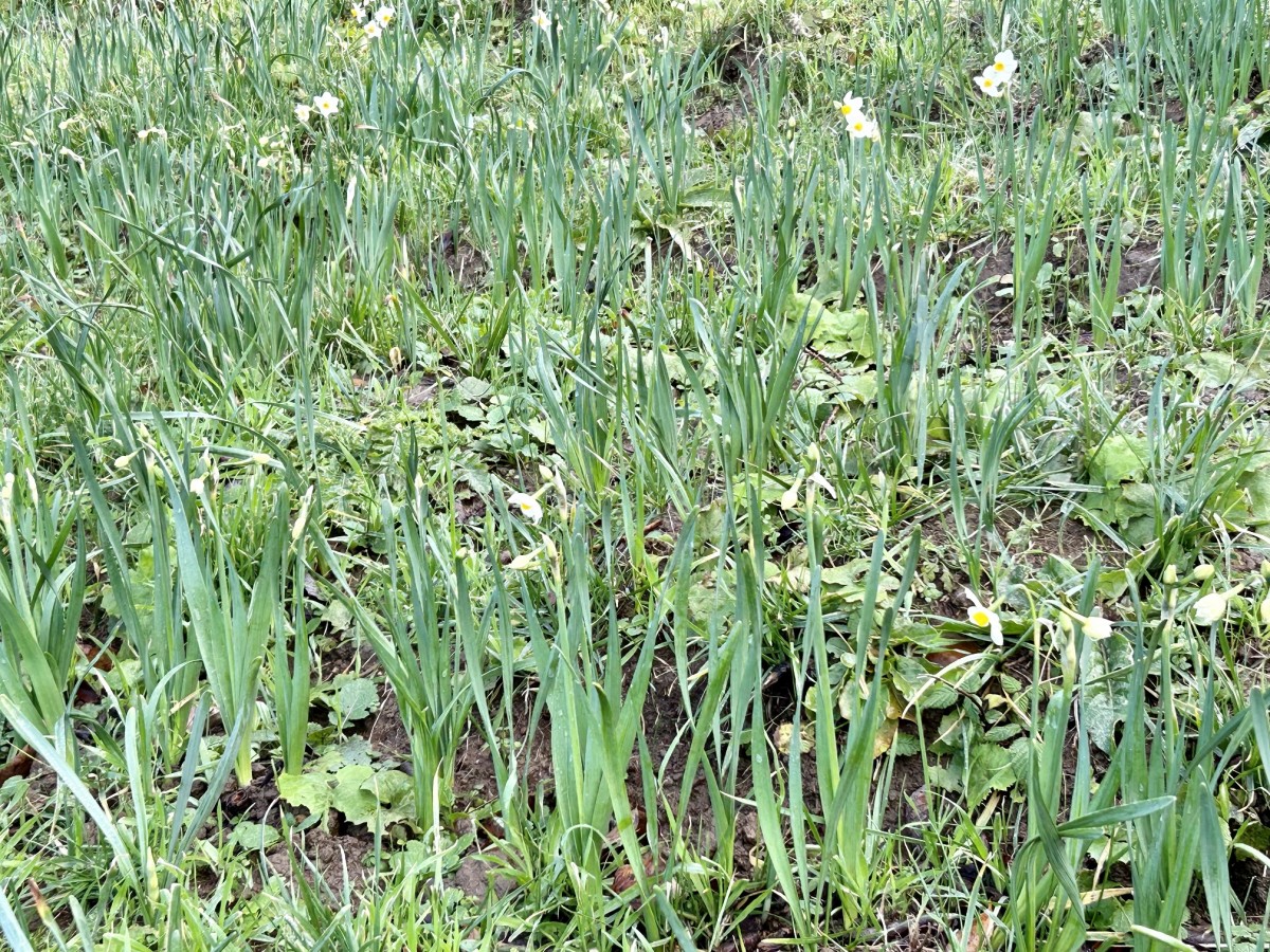 植えた水仙