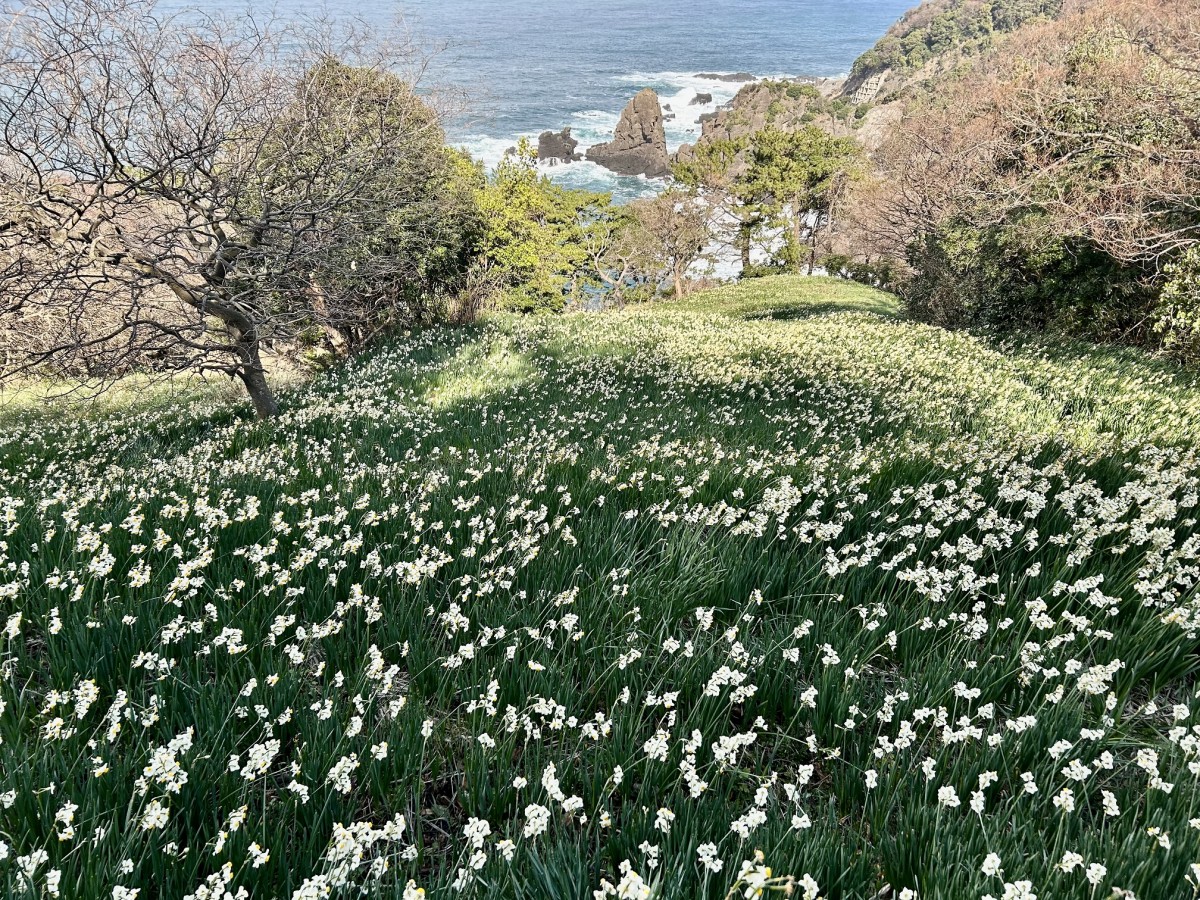 梨子ヶ平園地