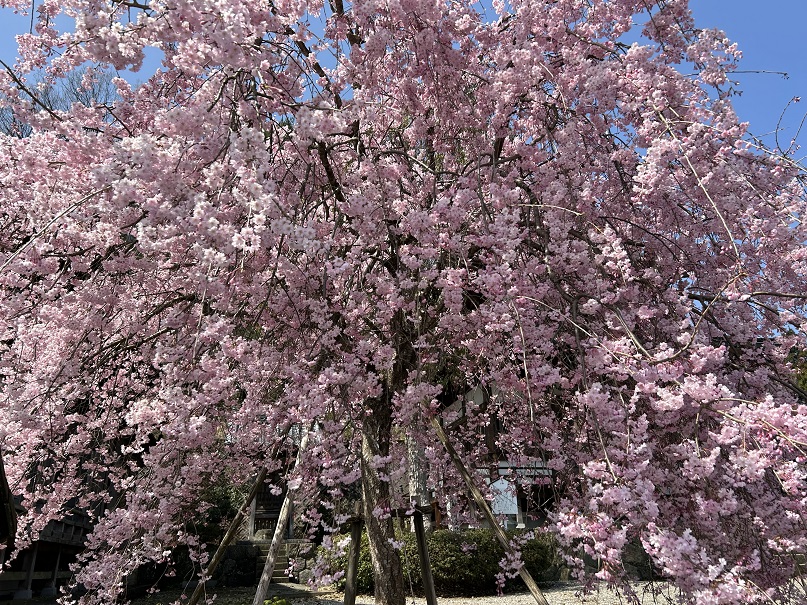 しだれ桜