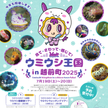 ウミウシ王国 in 越前町 2026