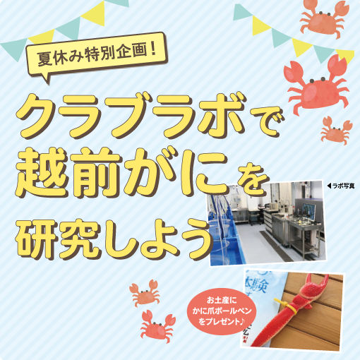 クラボラボで越前がにを研究しよう