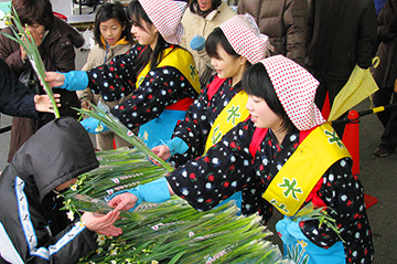 Daffodil Festival 