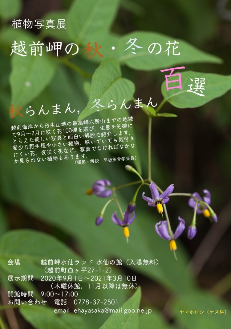 越前岬水仙ランド 植物写真展 越前岬の秋 冬の花百選 イベント えちぜん観光ナビ