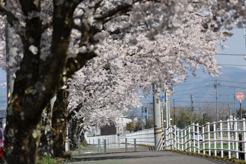 廃線跡の桜並木