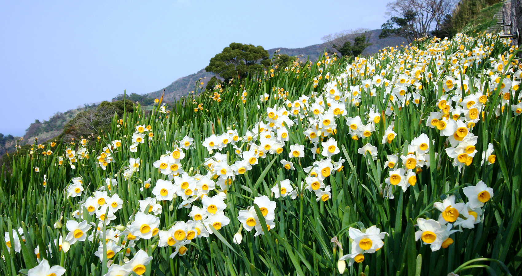 The Echizen daffodils, which bloom beautifully in the cold
