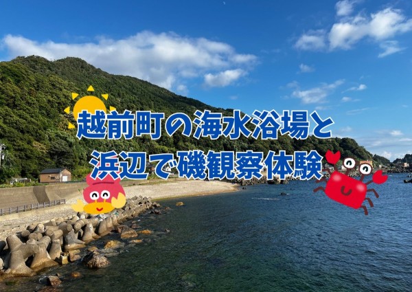 越前町の海水浴場と浜辺で磯観察体験