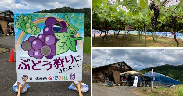 9月下旬まで開催中。泰澄の杜でブドウ狩り。