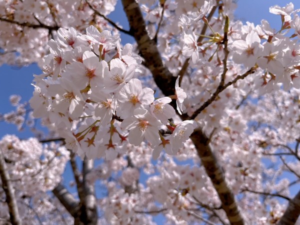 越前町の桜を堪能しました！