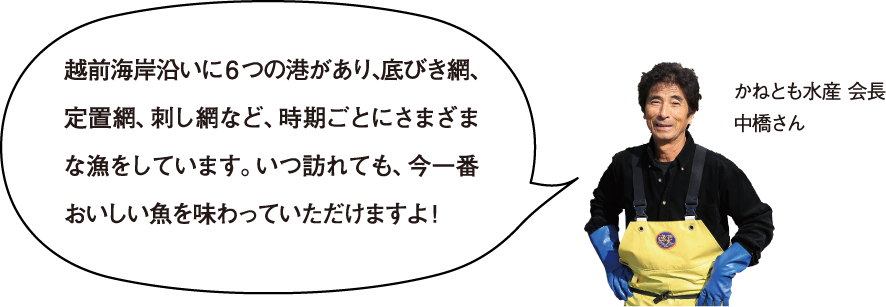 越前海岸沿いに6つの港があり、底びき網、定置網、刺し網など、時期ごとにさまざまな漁をしています。いつ訪れても、今一番おいしい魚を味わっていただけますよ！ かねとも水産 会長 中橋さん