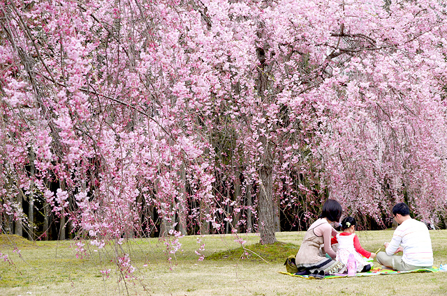 越前陶芸村しだれ桜まつり